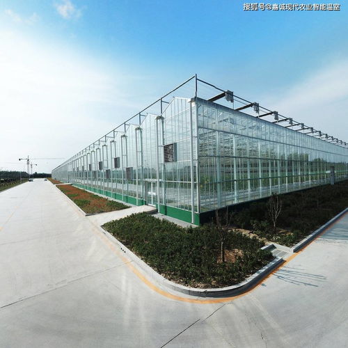可以获得补贴的现代化连栋温室大棚可以做什么 一亩地造价多少