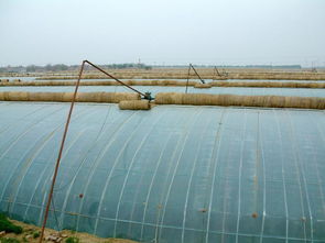 大棚好帮手 温湿度字符叠加器在温室大棚中的应用