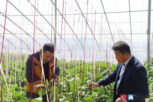 现代科技助力温室大棚春管春耕——日照农技专家现场开讲蔬菜管理