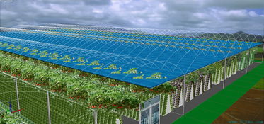 中国农业硅谷 2912平方米联栋温室型雾培蔬菜工厂设计