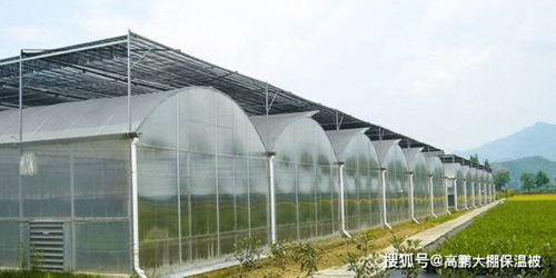 温室大棚建设中遮阳问题的有效解决方案